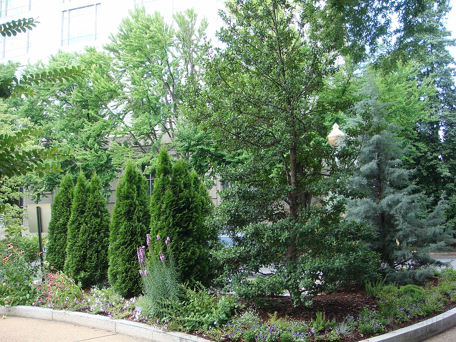 Washington DC [2009 July 03] 068.JPG - Scenes from The Smithsonian Butterfly Habitat Garden